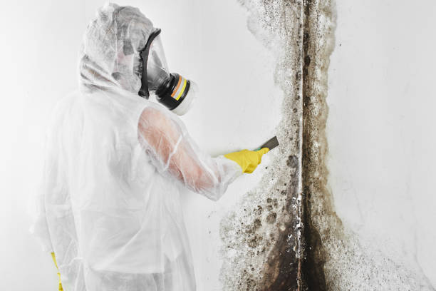 Best Black Mold Remediation in Miami, OK