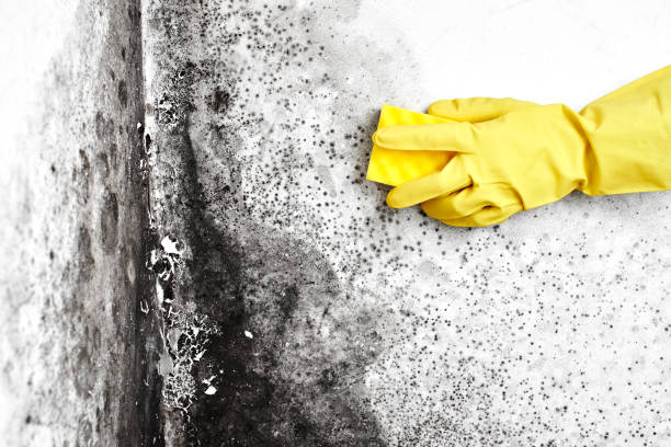 Best Localized Mold Remediation (e.g., coastal areas, humid climates) in Miami, OK