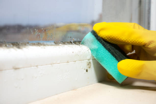 Best Basement Mold Remediation in Miami, OK