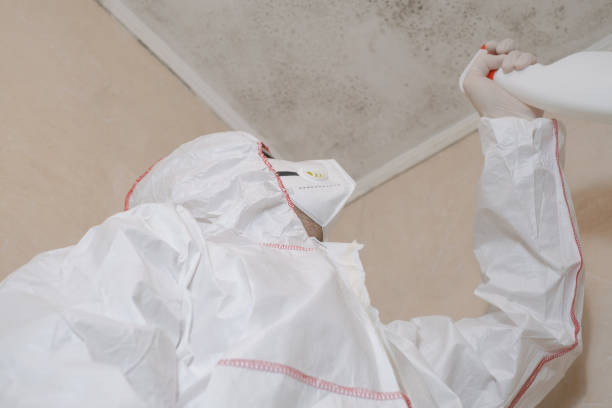 Best White Mold Remediation in Miami, OK