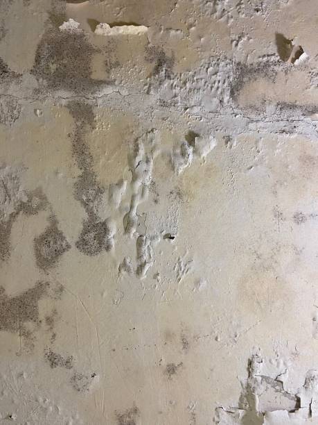 Best Post-Flood Mold Remediation in Miami, OK