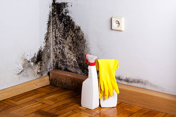 Best Bathroom Mold Remediation in Miami, OK